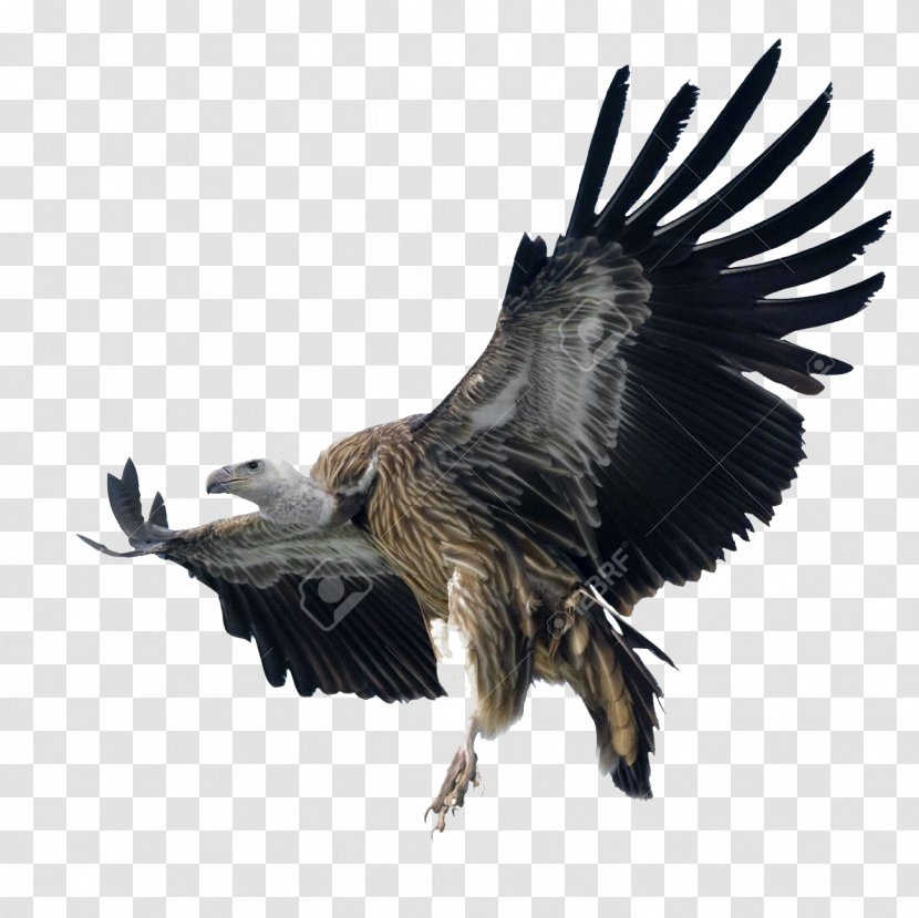Bald Eagle Griffon Vulture Bird Shutterstock - Vultures Transparent PNG