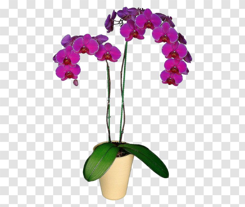 Moth Orchids Flower Houseplant Dendrobium - Plant Transparent PNG