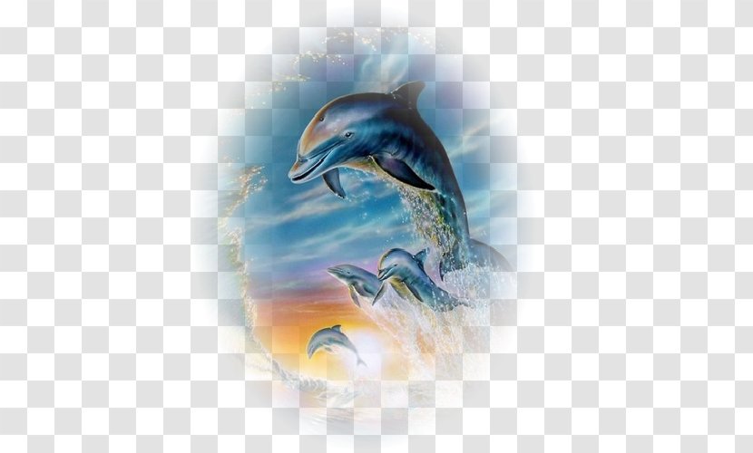 Common Bottlenose Dolphin Short-beaked Wholphin Dolphins/Delfines - Seascape - Aquatic Creature Transparent PNG