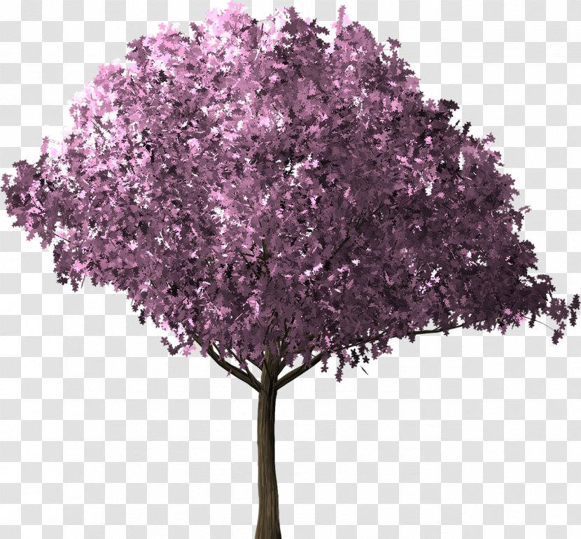 Tree Of 40 Fruit Cherry Blossom - Apple Transparent PNG