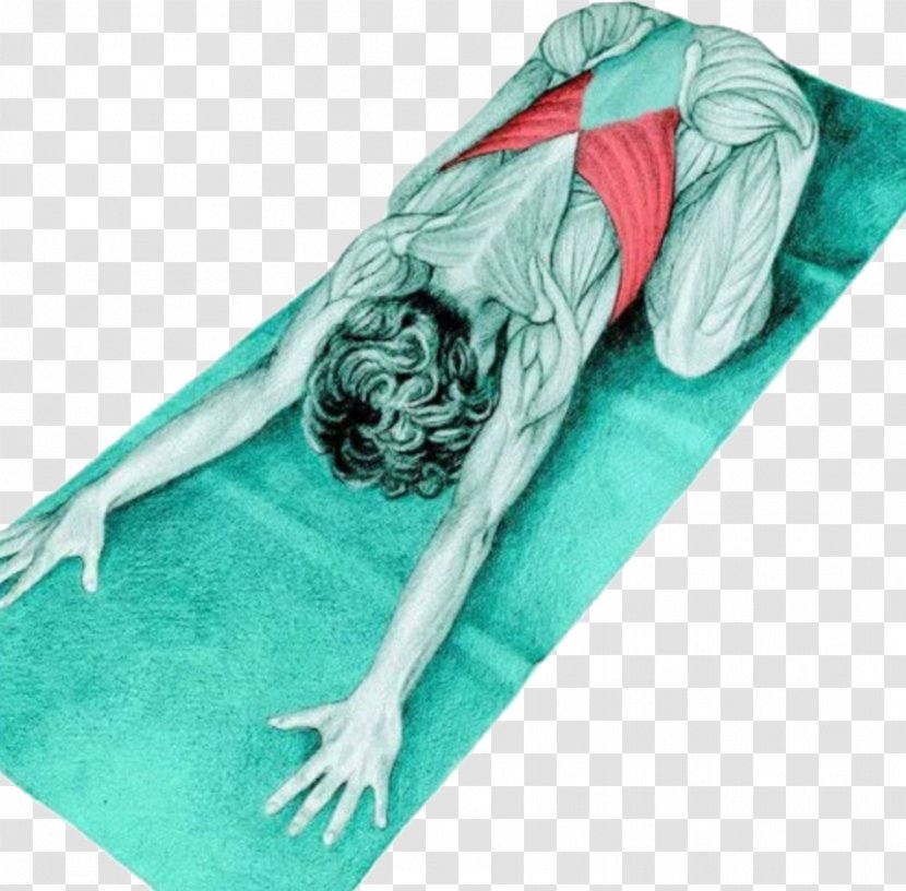 Yoga Anatomy Bālāsana Stretching Supta Virasana Latissimus Dorsi Muscle - Frame Transparent PNG