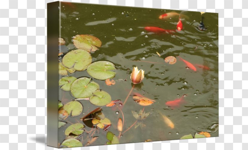 Koi Fish Pond Photography Water Lilies Transparent PNG