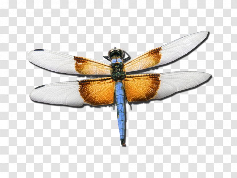 Employee Assistance Program Insect Dragonfly Psychotherapist - Wing Transparent PNG