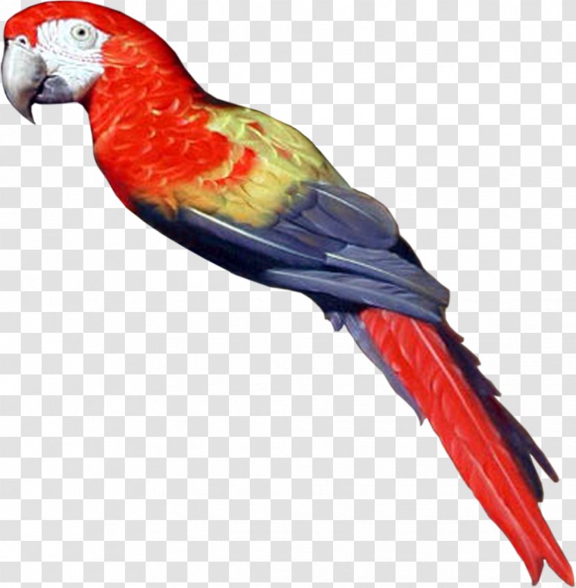 Bird Parrot Clip Art - Beak Transparent PNG