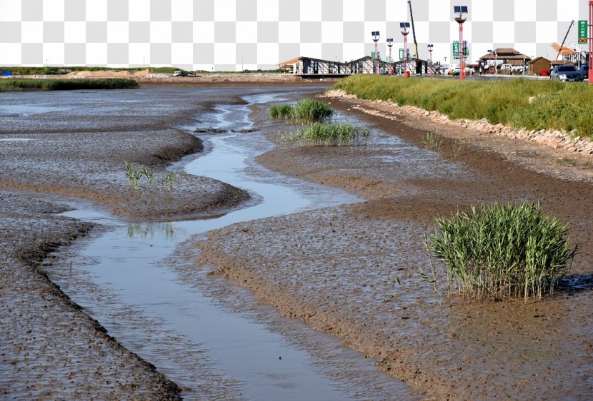 Red Beach Panjin Honghaitan Photography - Photograph Transparent PNG