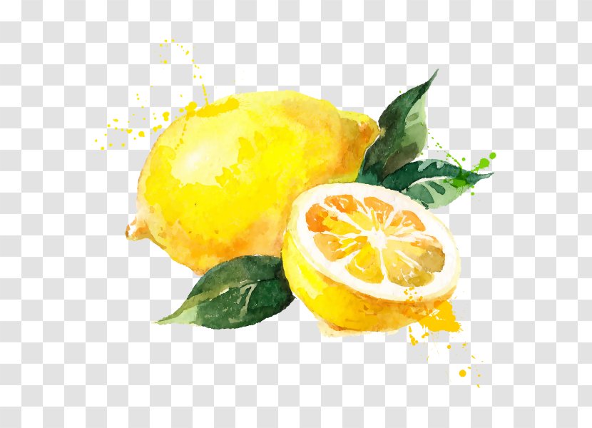 Lemon Vector Graphics Royalty-free Stock Photography Drawing - Bitter Orange Transparent PNG