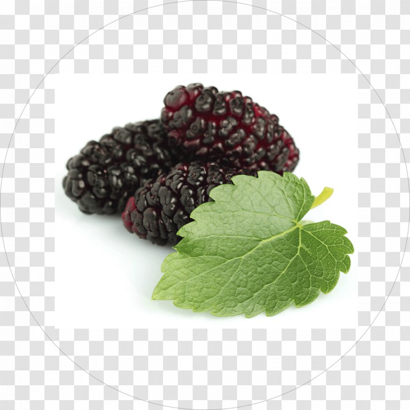 Tea Black Mulberry White Extract Herb - Blackberry Transparent PNG