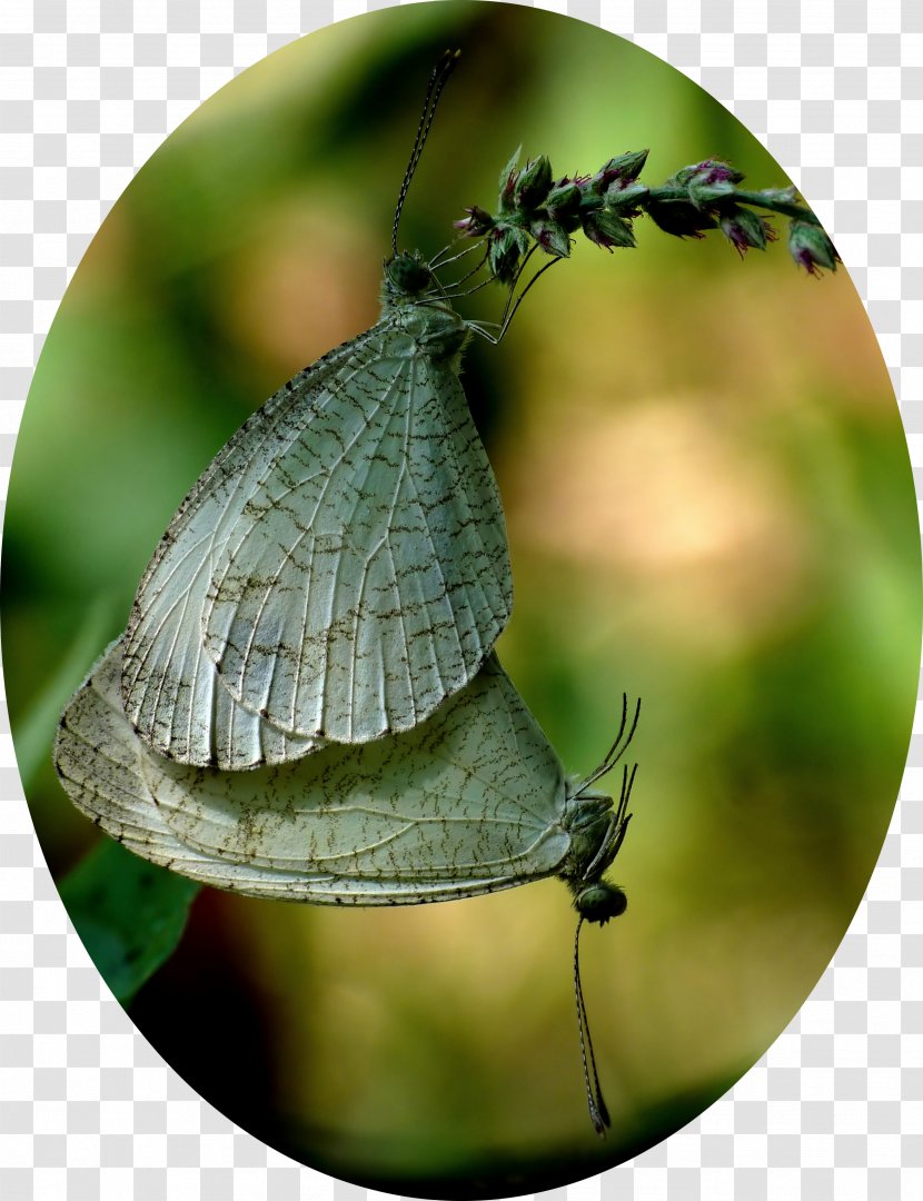Gossamer-winged Butterflies Brush-footed Butterfly Moth Leptosia Nina - Organism Transparent PNG
