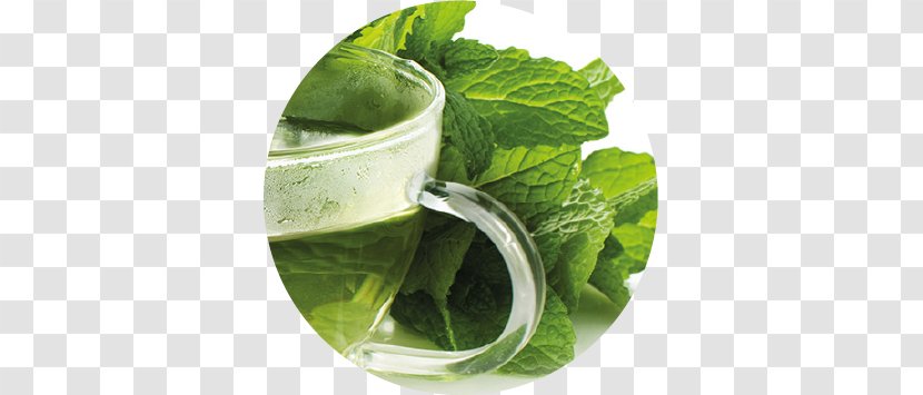 Mojito Spring Greens Mint Julep Herb Romaine Lettuce - Herbalism - Salvia Fresca Transparent PNG