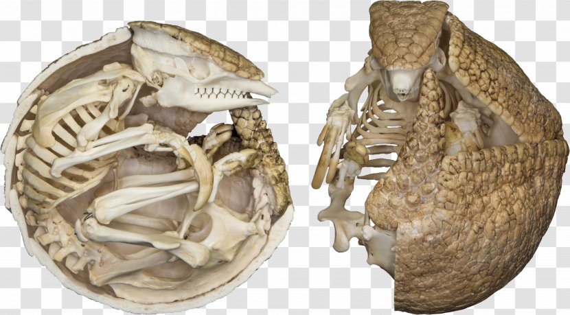 Brazilian Three-banded Armadillo Skeletons: Museum Of Osteology - Human Skeleton Transparent PNG