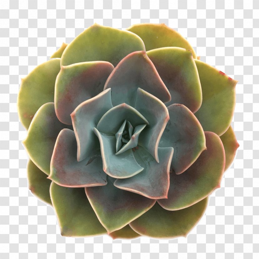 Succulent Plant Echeveria Rosette Cactaceae - Leatherpetal Transparent PNG