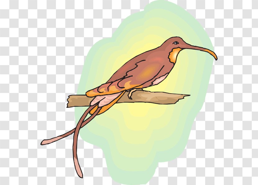 Bird Drawing Clip Art - Wing - Hummingbird Transparent PNG