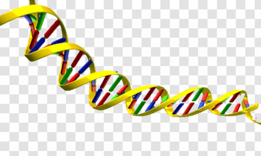 DNA Nucleic Acid Double Helix Clip Art - Logo - Dna Clipart Transparent PNG
