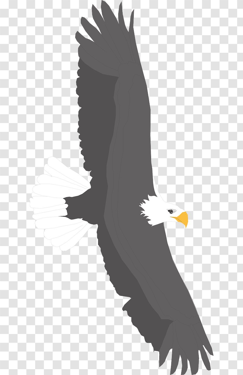 Bald Eagle Bird Clip Art - Flying Eagles Transparent PNG