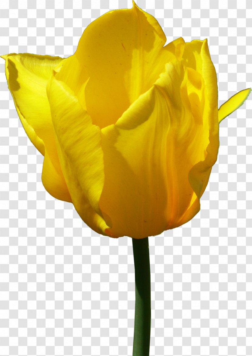 Flower Yellow Tulip Clip Art - Cut Flowers Transparent PNG