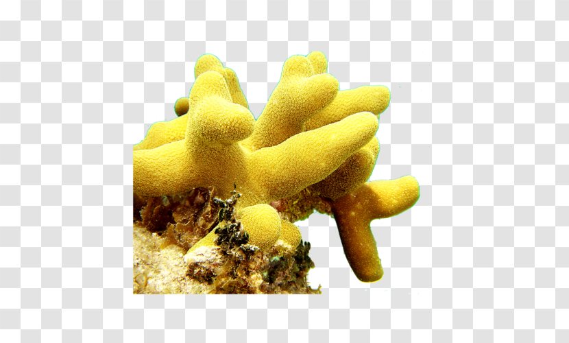 Yellow Organism Coral - Tropical Fish Transparent PNG