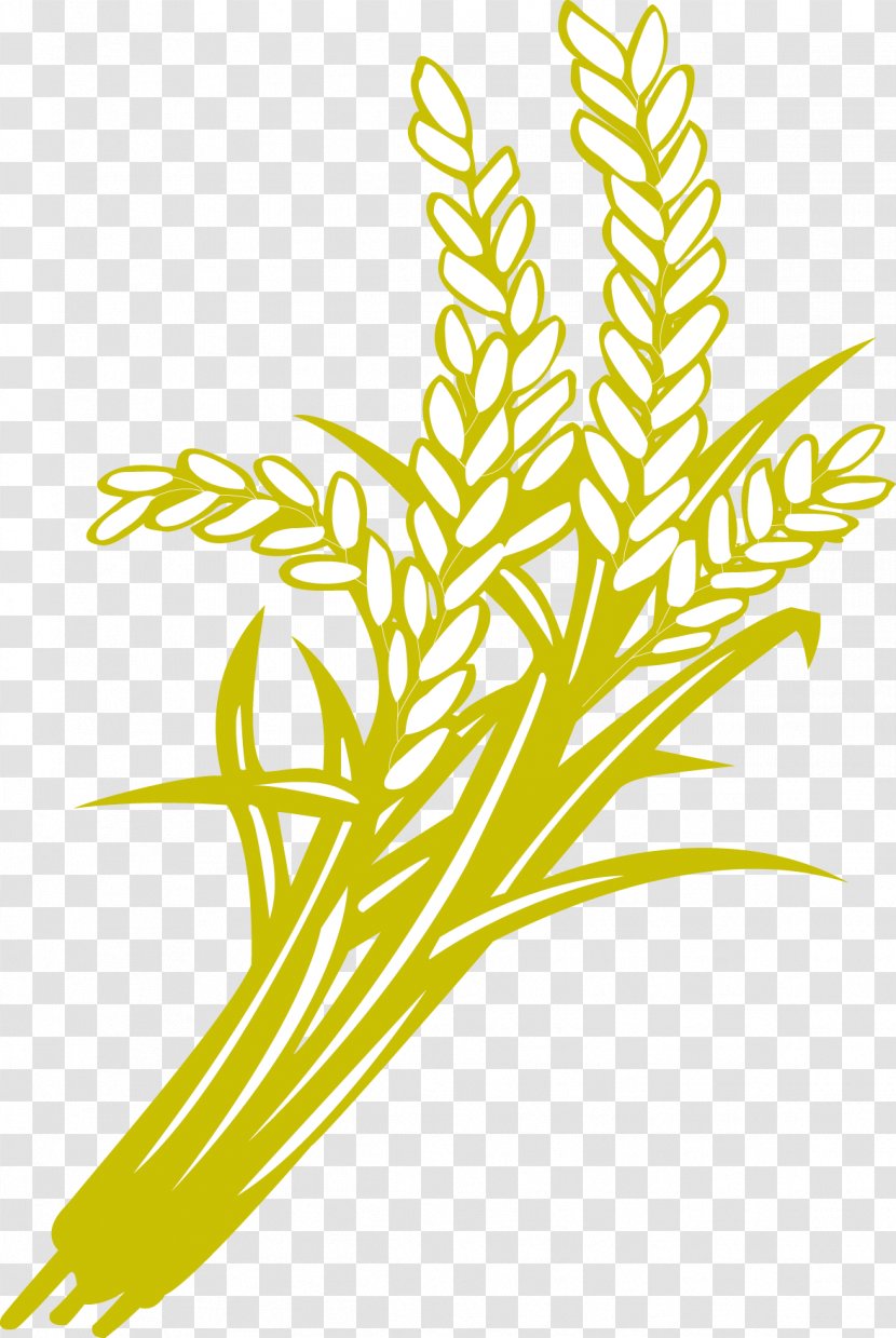 Rice Oryza Sativa Paddy Field Food Grain - Wheat - Paddy,Rice,Rice,Hedao,Rice Transparent PNG