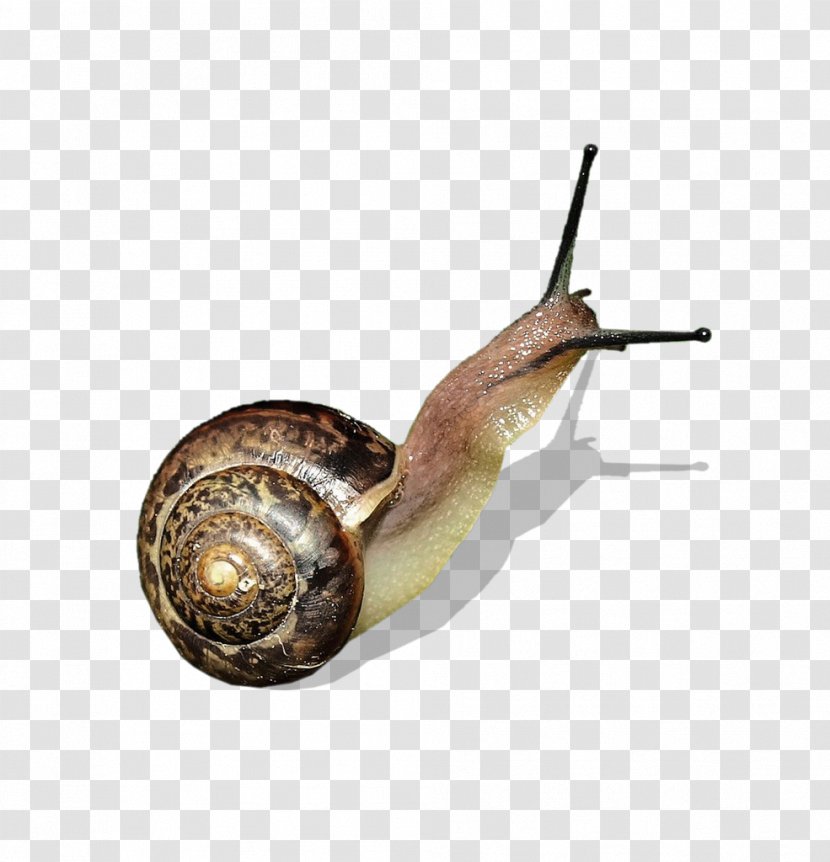 Snail Orthogastropoda Clip Art - Animal - Stand Up To The Transparent PNG