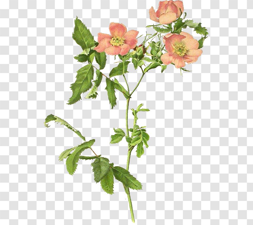 Garden Roses Dog-rose Rosa Blanda Centifolia Clip Art - Flowering Plant - Decoupage Transparent PNG