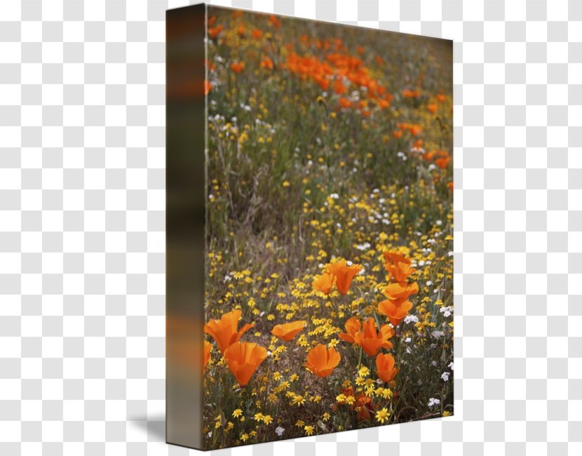 California Poppy Painting Work Of Art - Field Poppies Transparent PNG