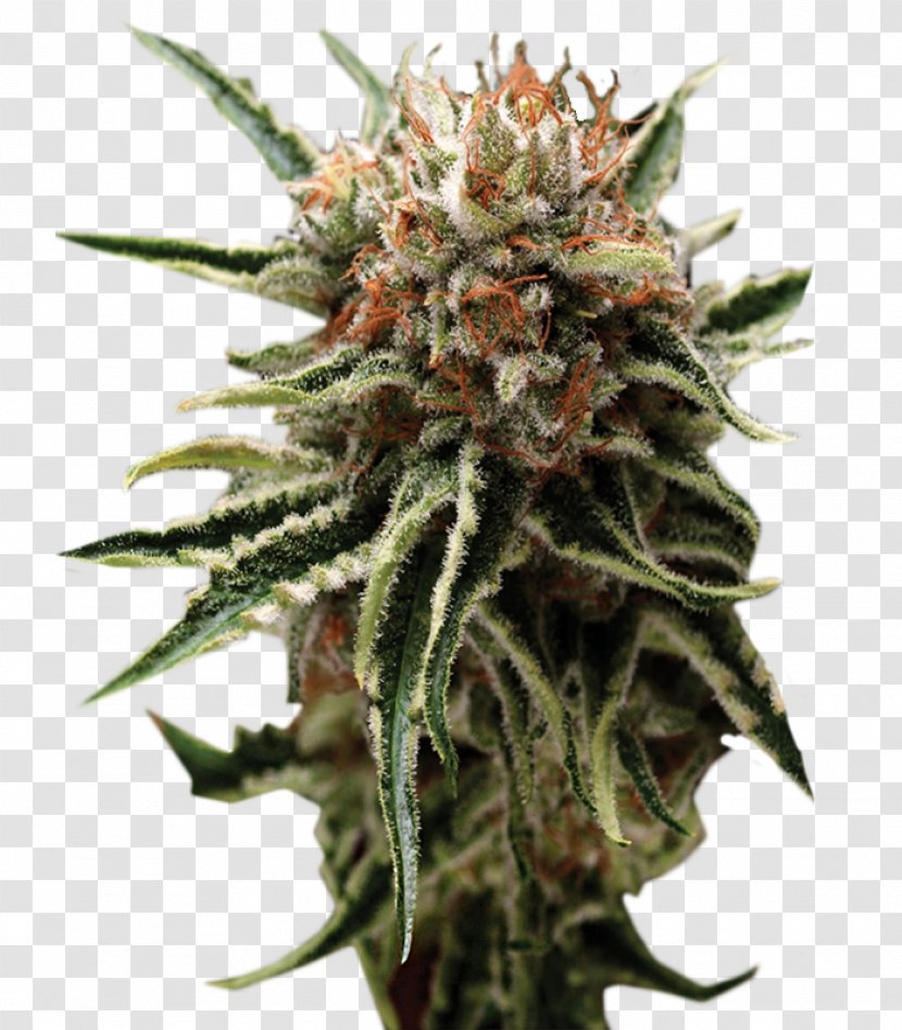 Autoflowering Cannabis Seed Bank Marijuana Skunk - Cannabidiol Transparent PNG