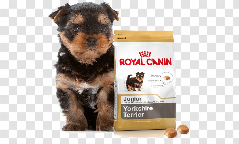Yorkshire Terrier Puppy Cat Kitten Dog Food - Like Mammal Transparent PNG
