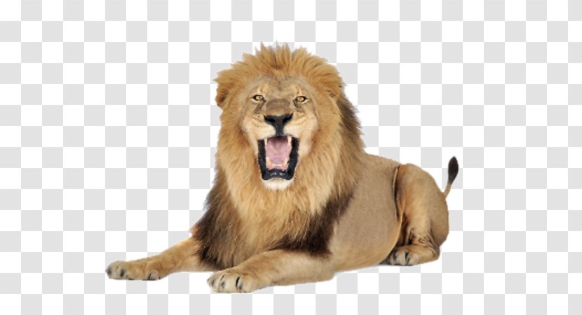 Lion Felidae Clip Art - Carnivoran Transparent PNG