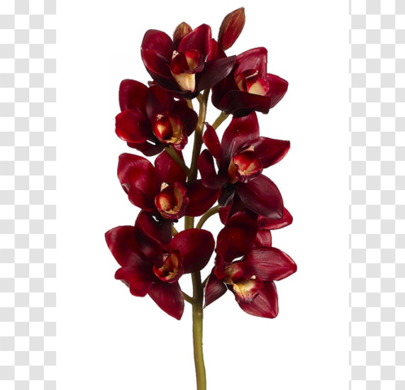 Cut Flowers Maroon Burgundy Color - Flowering Plant Transparent PNG