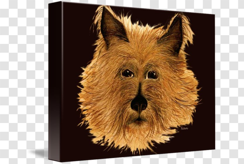 Norwich Terrier Australian Cairn Irish Dog Breed - Small - Australia Transparent PNG