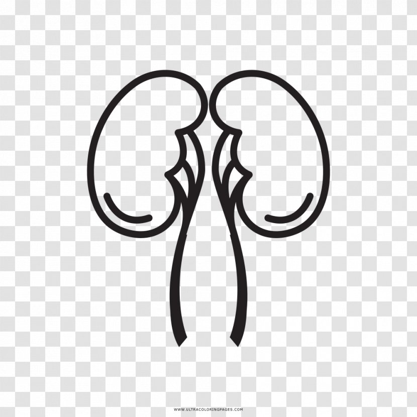 Clip Art Drawing Kidney Image Vector Graphics - Entertainment - Branch Coloring Page Transparent PNG