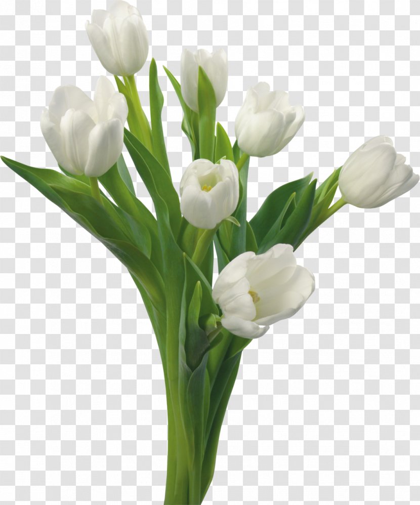 Tulip White Flower Bouquet Yellow - Arranging Transparent PNG