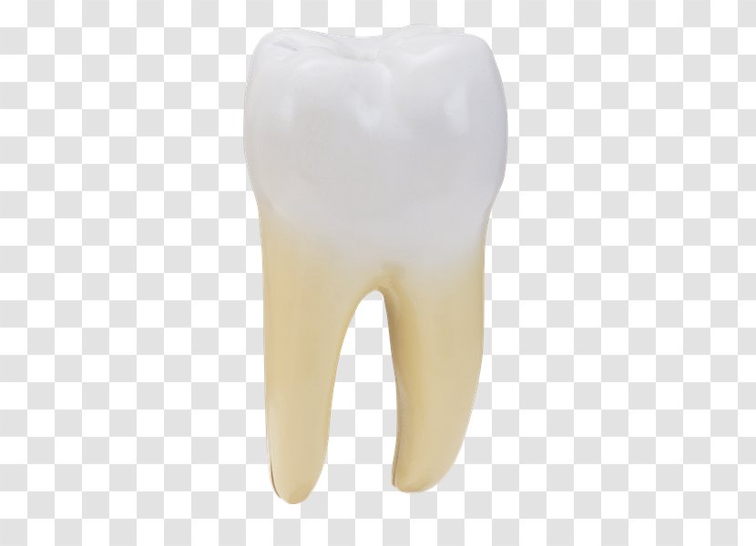 Tooth - Frame - Anatomia Transparent PNG