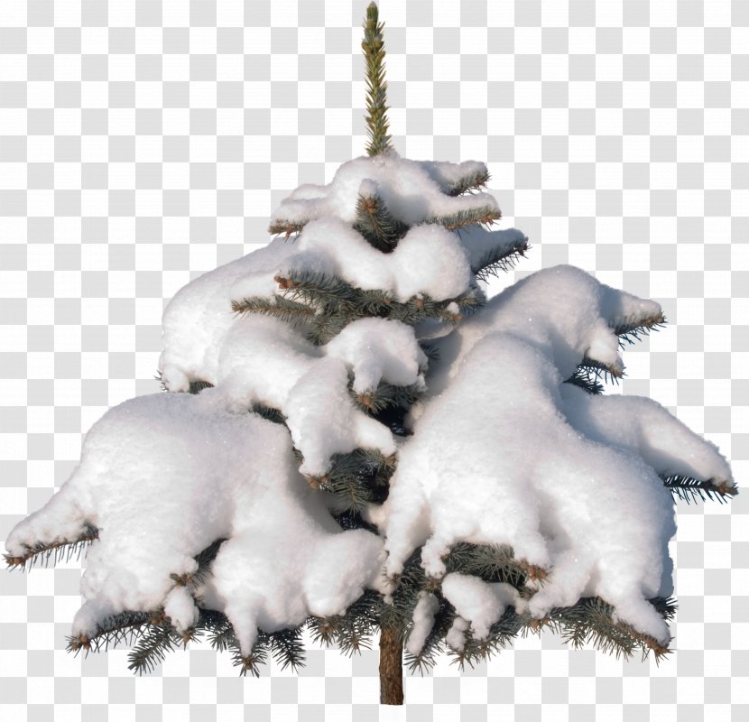 Christmas Ornament Tree Clip Art - Pine Family - Snow Transparent PNG