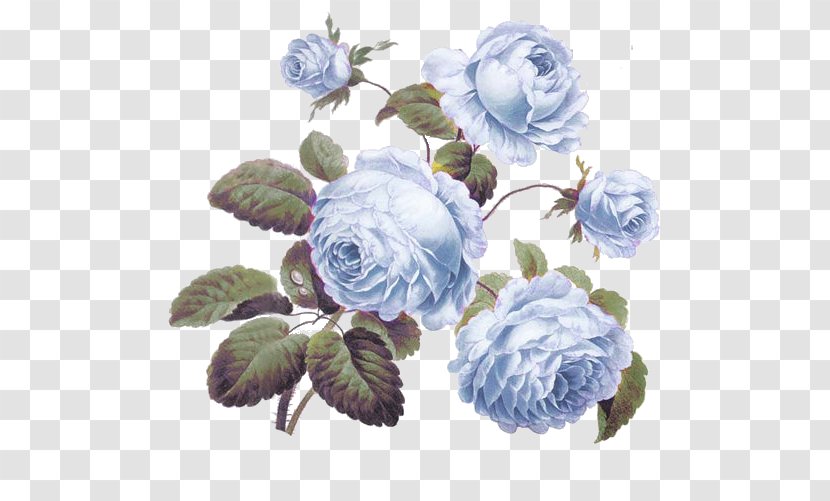 Centifolia Roses Decal Pink Cabbage Wallpaper - Blue Transparent PNG