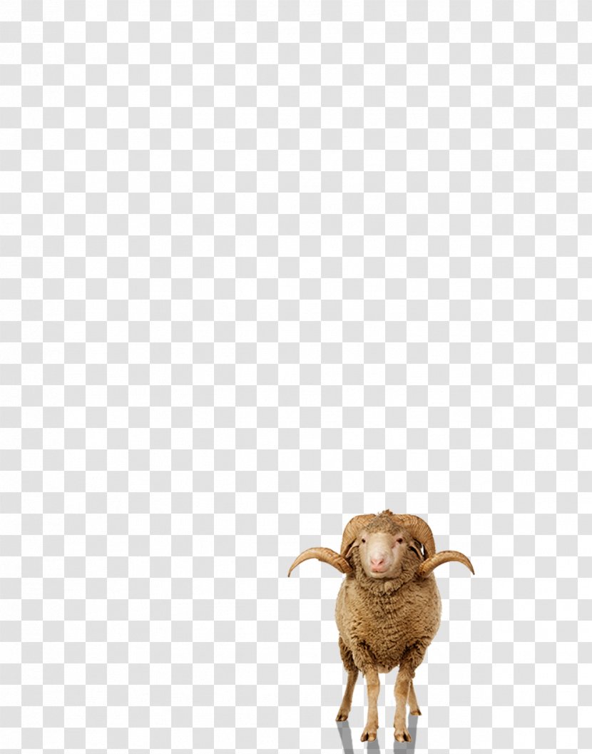 Sheep Goat Cattle Wildlife Snout - Ram Transparent PNG