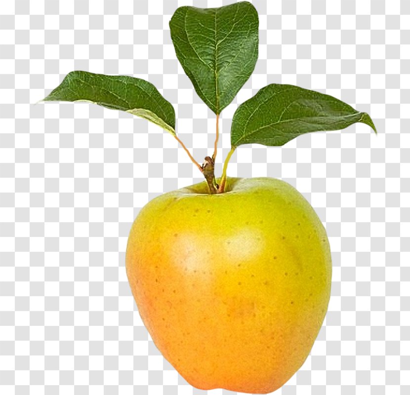 Citrus Natural Foods Fruit Tree Apple Transparent PNG
