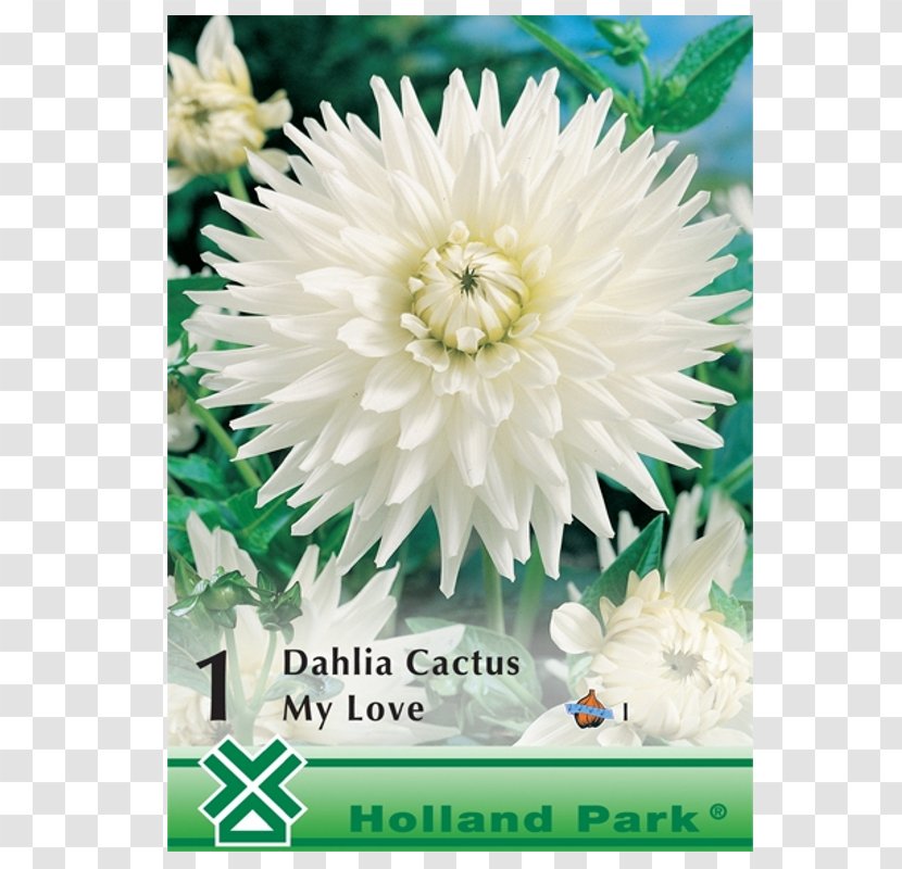 Dahlia Bulbs And Tubers Cactus Plants - Genus - Love My Dad Transparent PNG