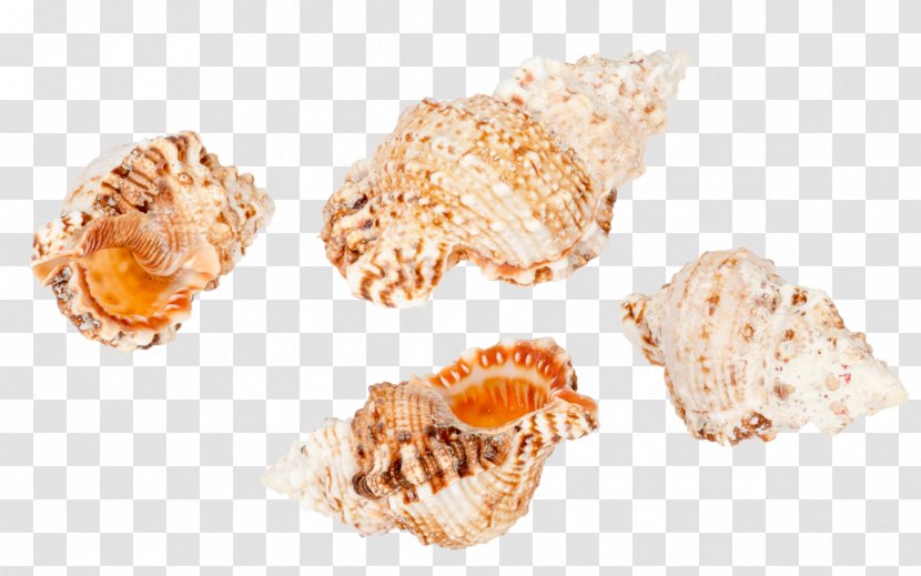 Seashell Conchology Cockle Sea Snail Transparent PNG
