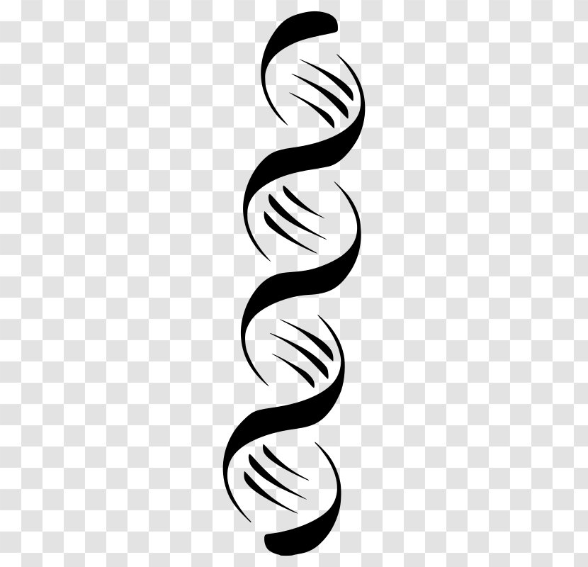 Nucleic Acid Double Helix DNA Clip Art - Dna Transparent PNG