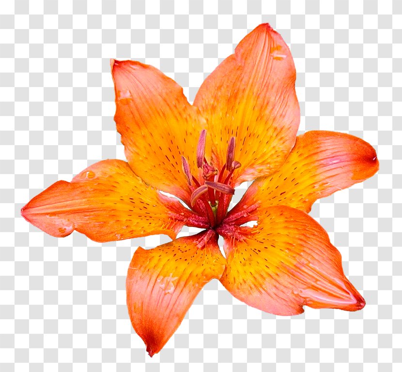 Pink Flowers Desktop Wallpaper Orange Lily Red Spider - Blossom - Flower Transparent PNG