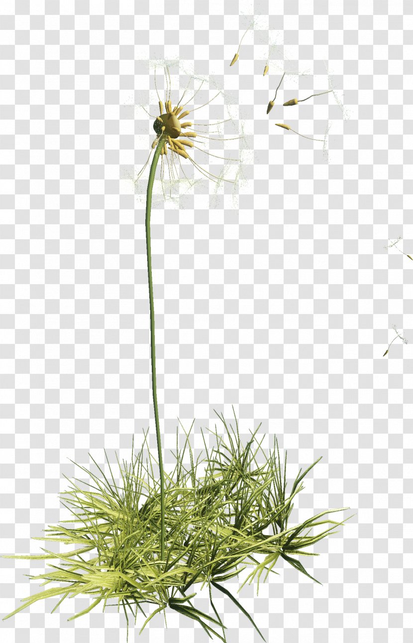 Flower Dandelion Plant Clip Art - Bird Transparent PNG