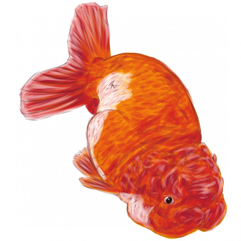Goldfish Feeder Fish Bony Fishes Vertebrate - Reddit Transparent PNG