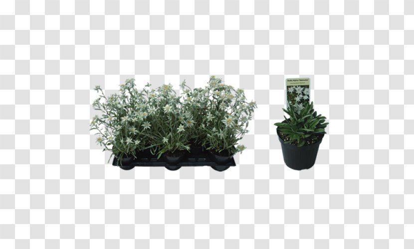 Herb Subshrub Flowerpot - Grass Transparent PNG