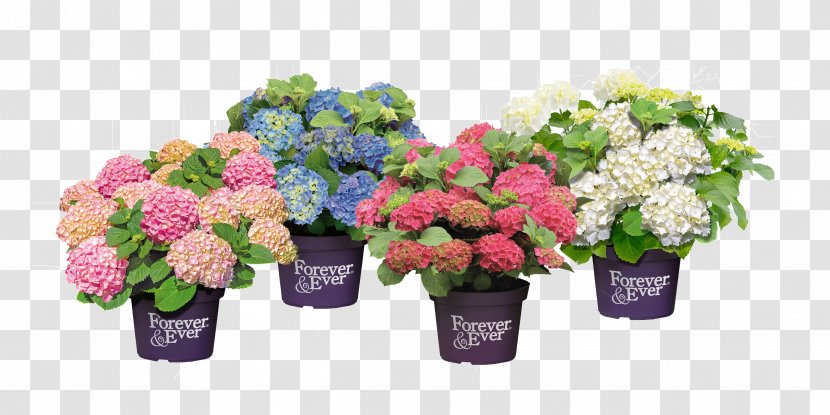 French Hydrangea Cut Flowers Flowerpot Pruning - Hydrangeaceae - Hortensia Transparent PNG