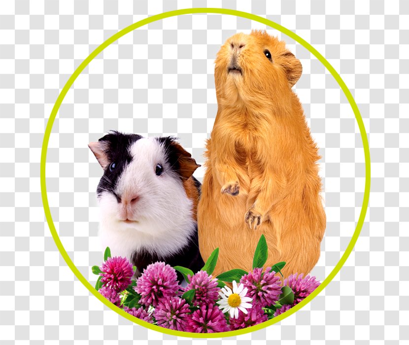 Pet Guinea Pigs Peruvian Pig Rodent Hamster - Cage Transparent PNG