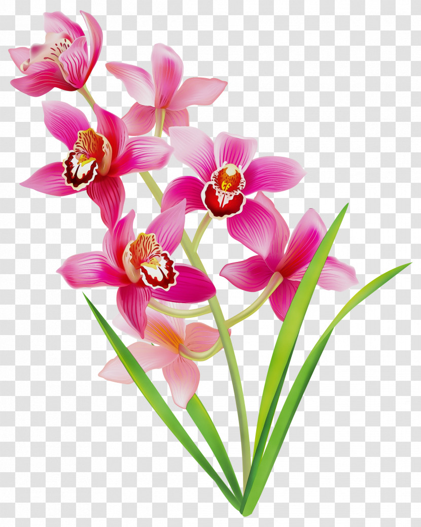 Plant Stem Cut Flowers Moth Orchids Herbaceous Plant Petal Transparent PNG