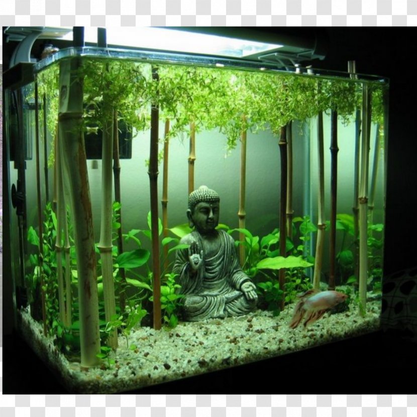 Goldfish Siamese Fighting Fish Aquariums Aquascaping - Aquatic Plant - Aquarium Decoration Transparent PNG