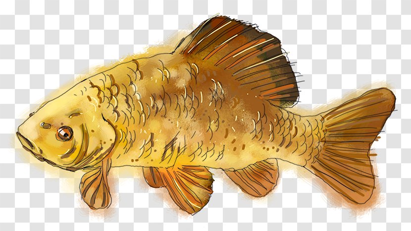 Fauna Fish Transparent PNG