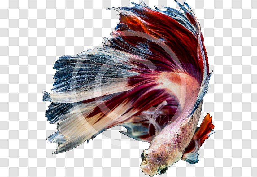 Aquarium Tropical Fish Poly Australia Transparent PNG