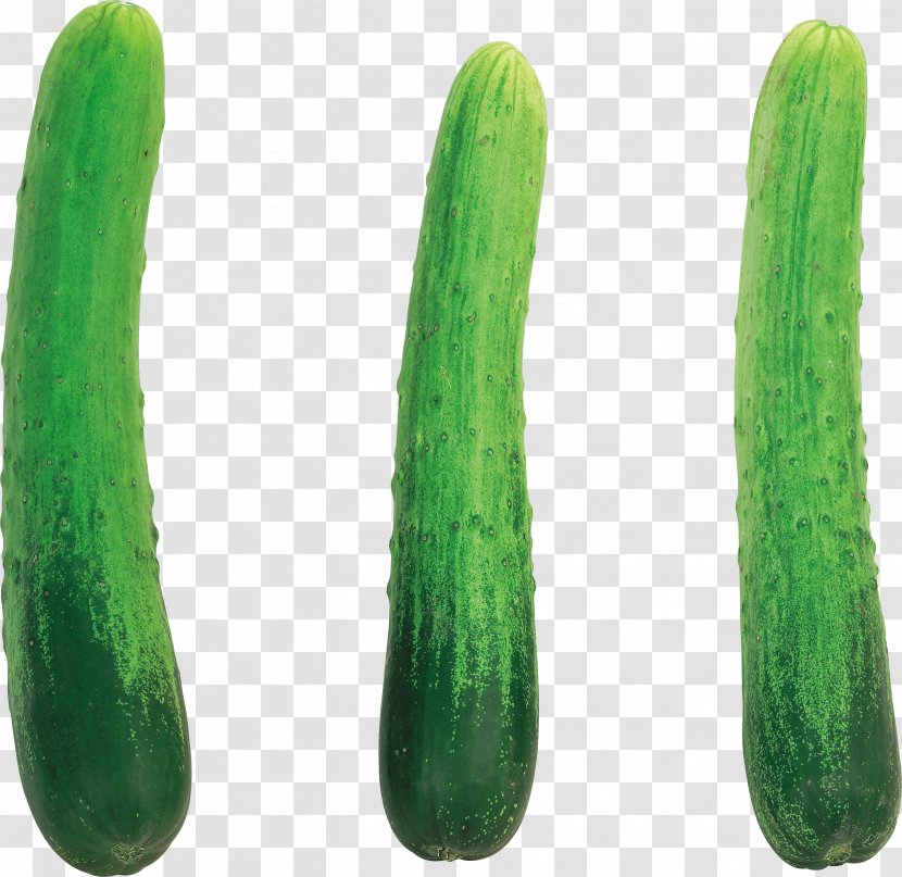 Cucumber Spreewald Gherkins Fruit - Pickled - Cucumbers Image Transparent PNG